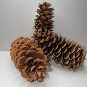 Large Sugar Pine Cone 10"-12" Tall Fall & Christmas Craft Decor